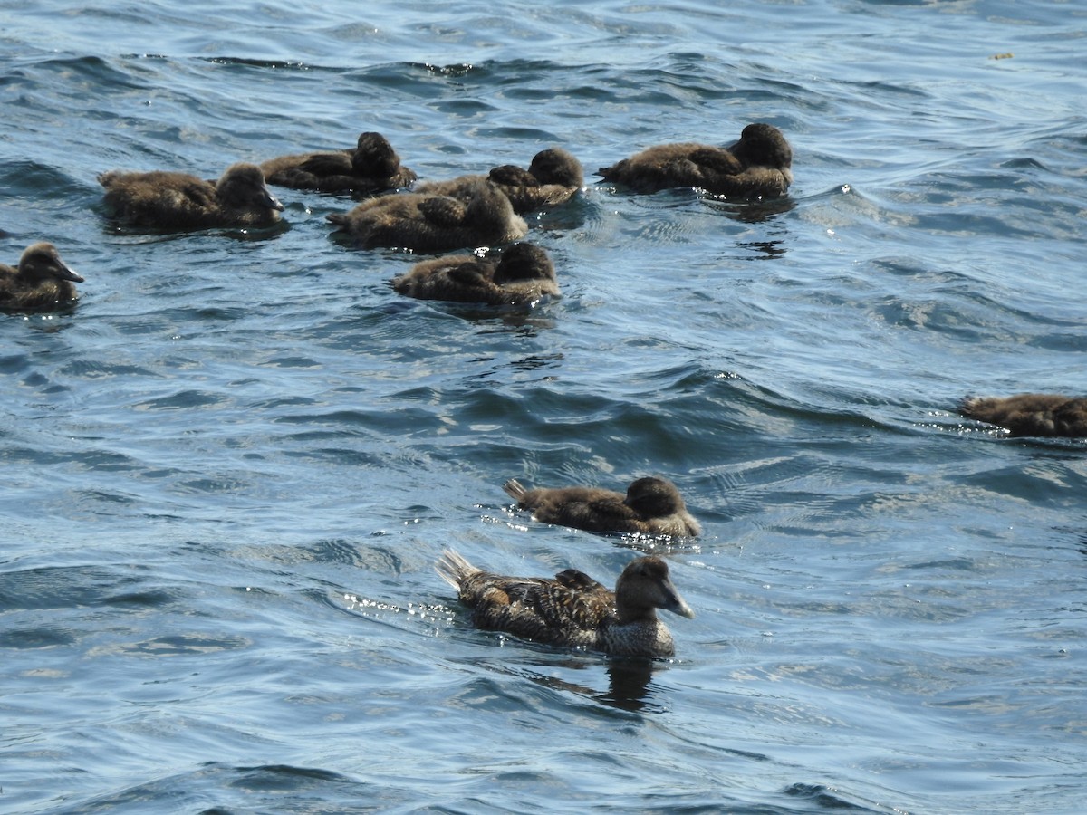 Common Eider - ML596757831