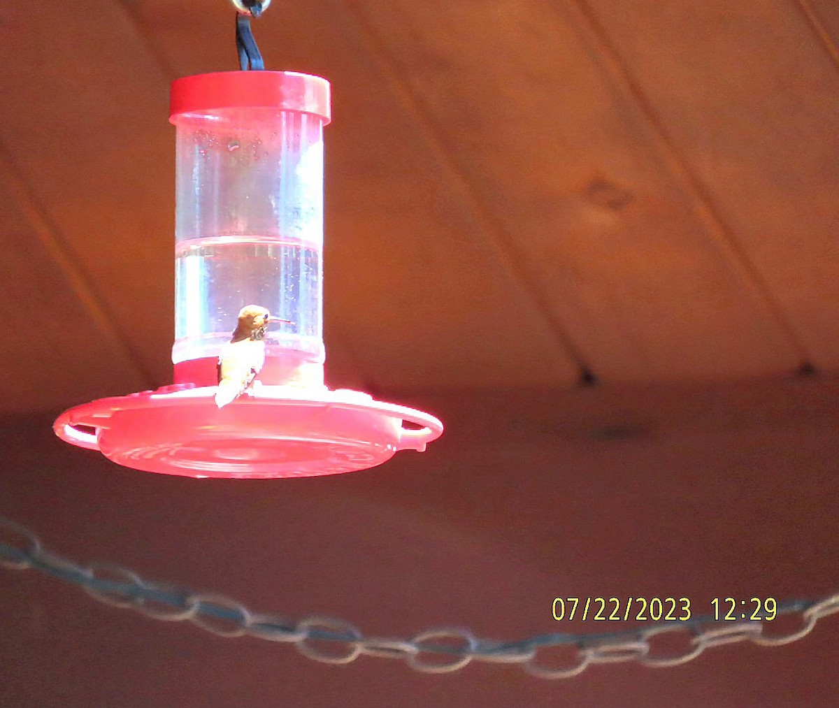 Rufous Hummingbird - ML596758201