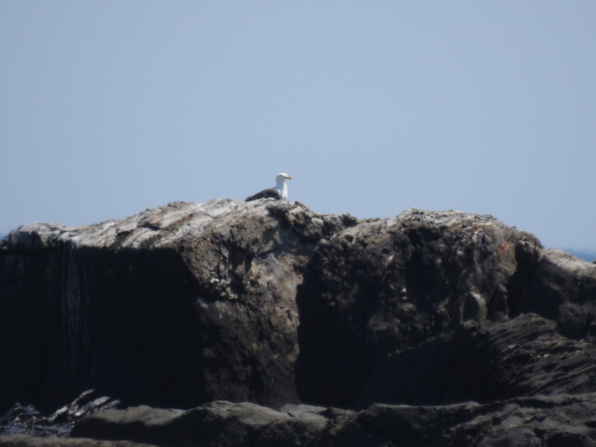 Great Black-backed Gull - ML596758311