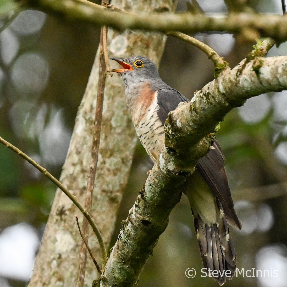 Red-chested Cuckoo - Steve McInnis