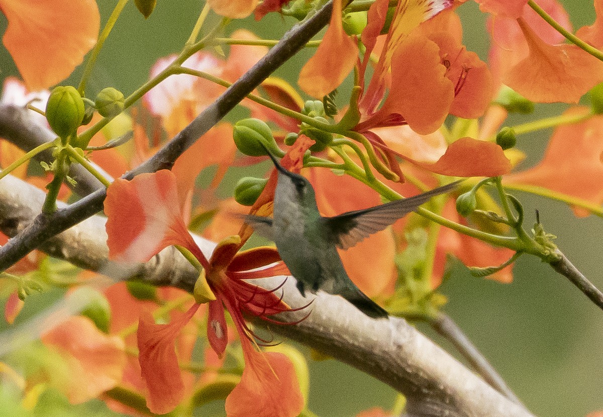 kolibřík portorický - ML596759701