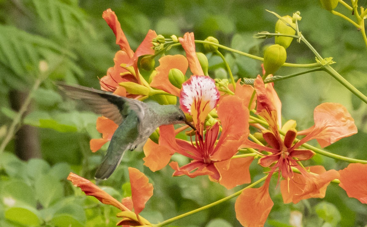 Puerto-Rico-Mangokolibri - ML596759761