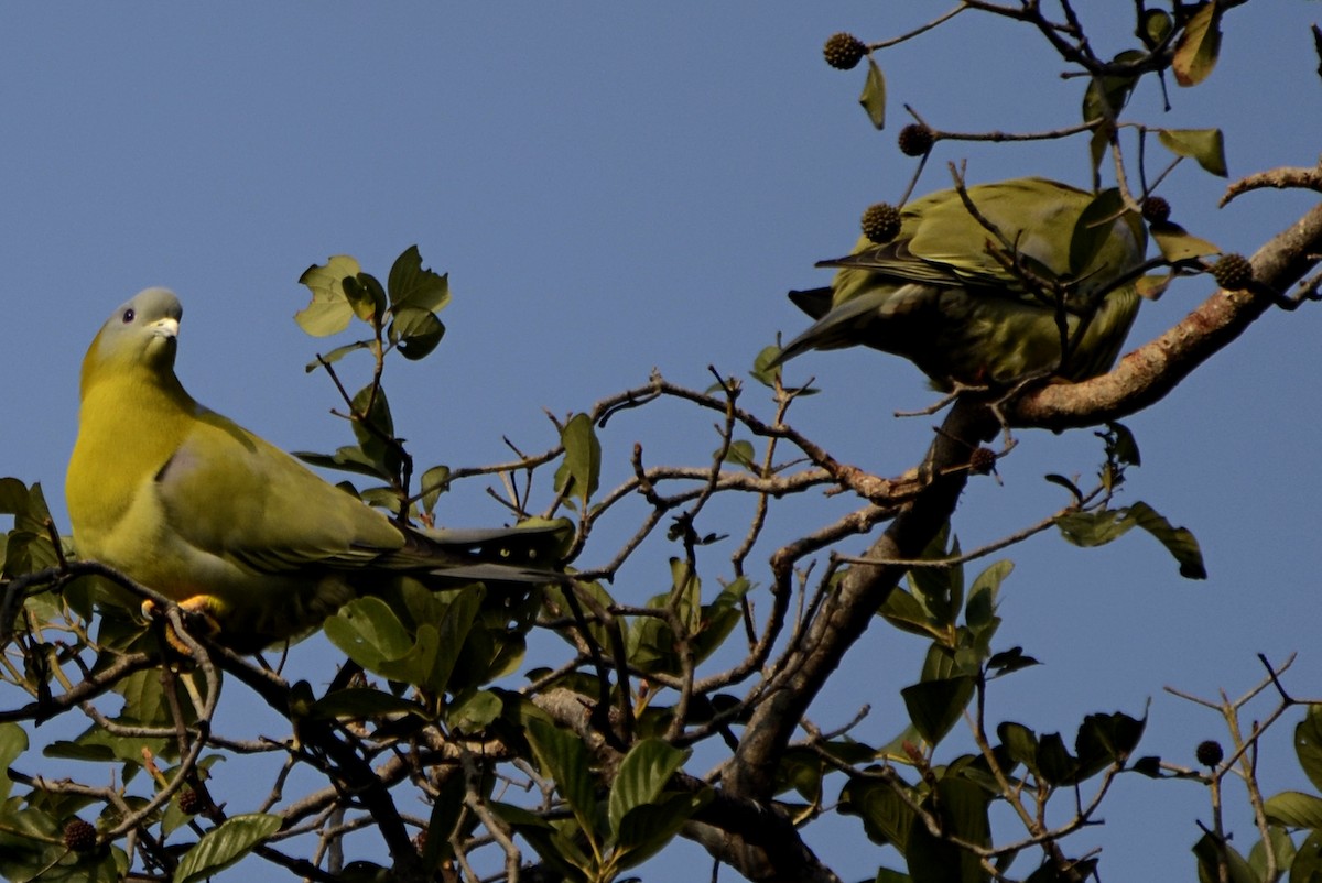 Желтоногий зелёный голубь - ML59676021