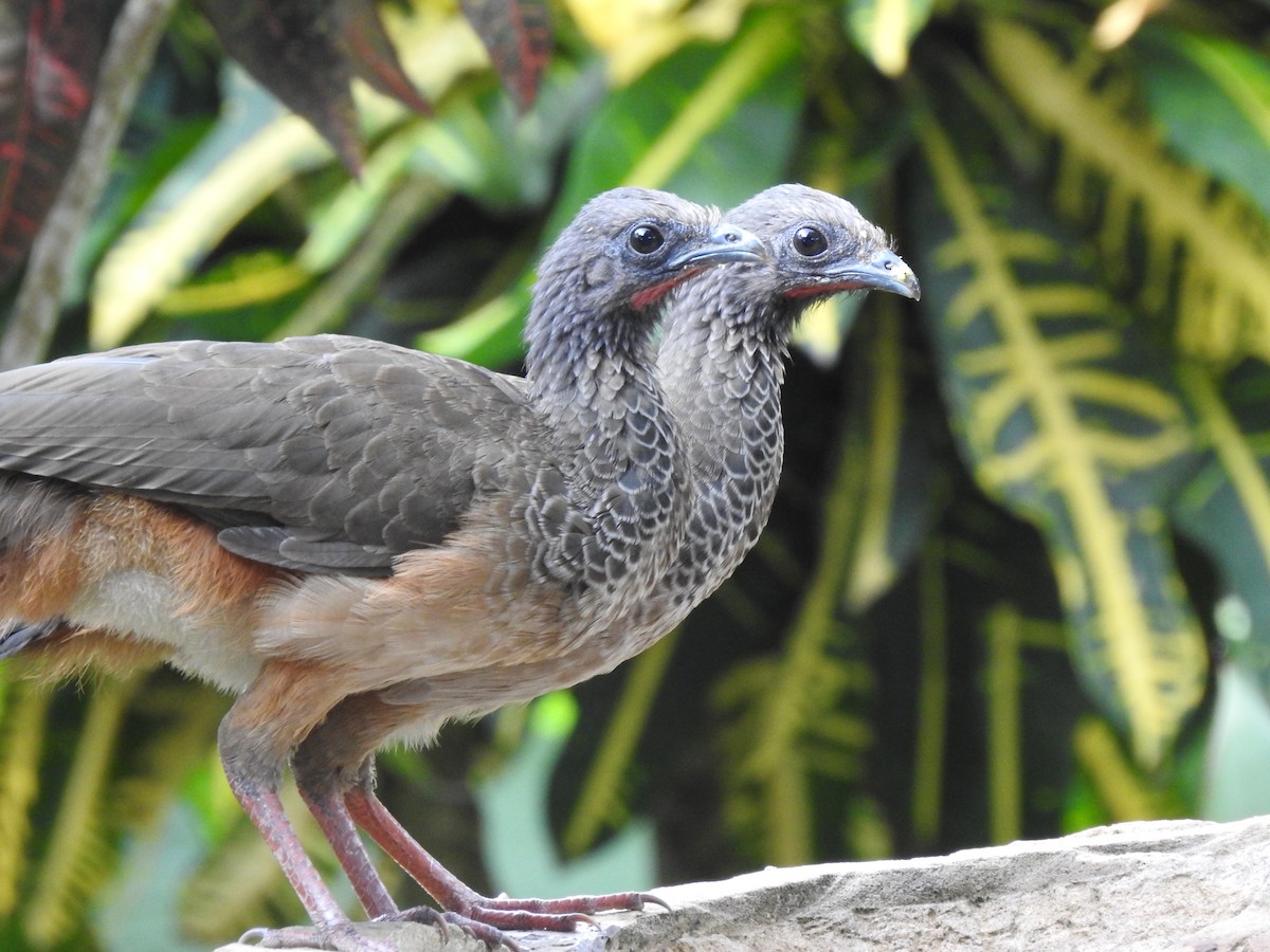 Colombian Chachalaca - ML596760931