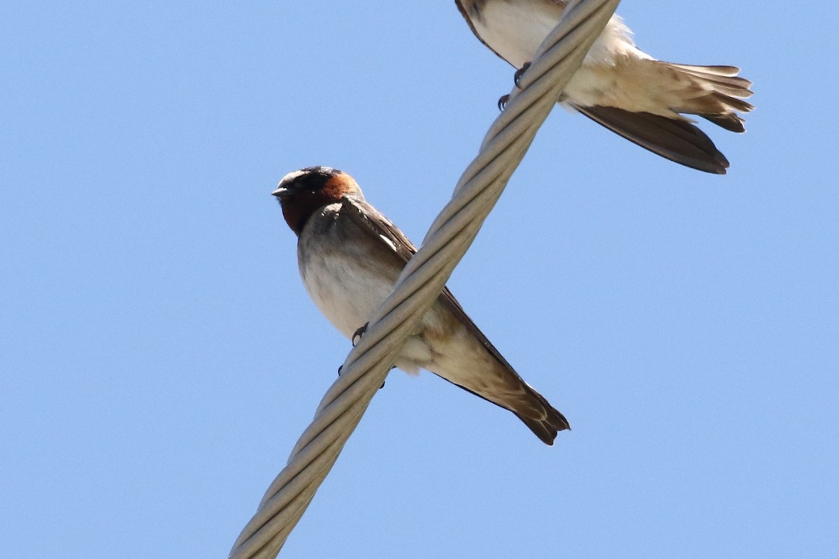 Cliff Swallow - ML59676101