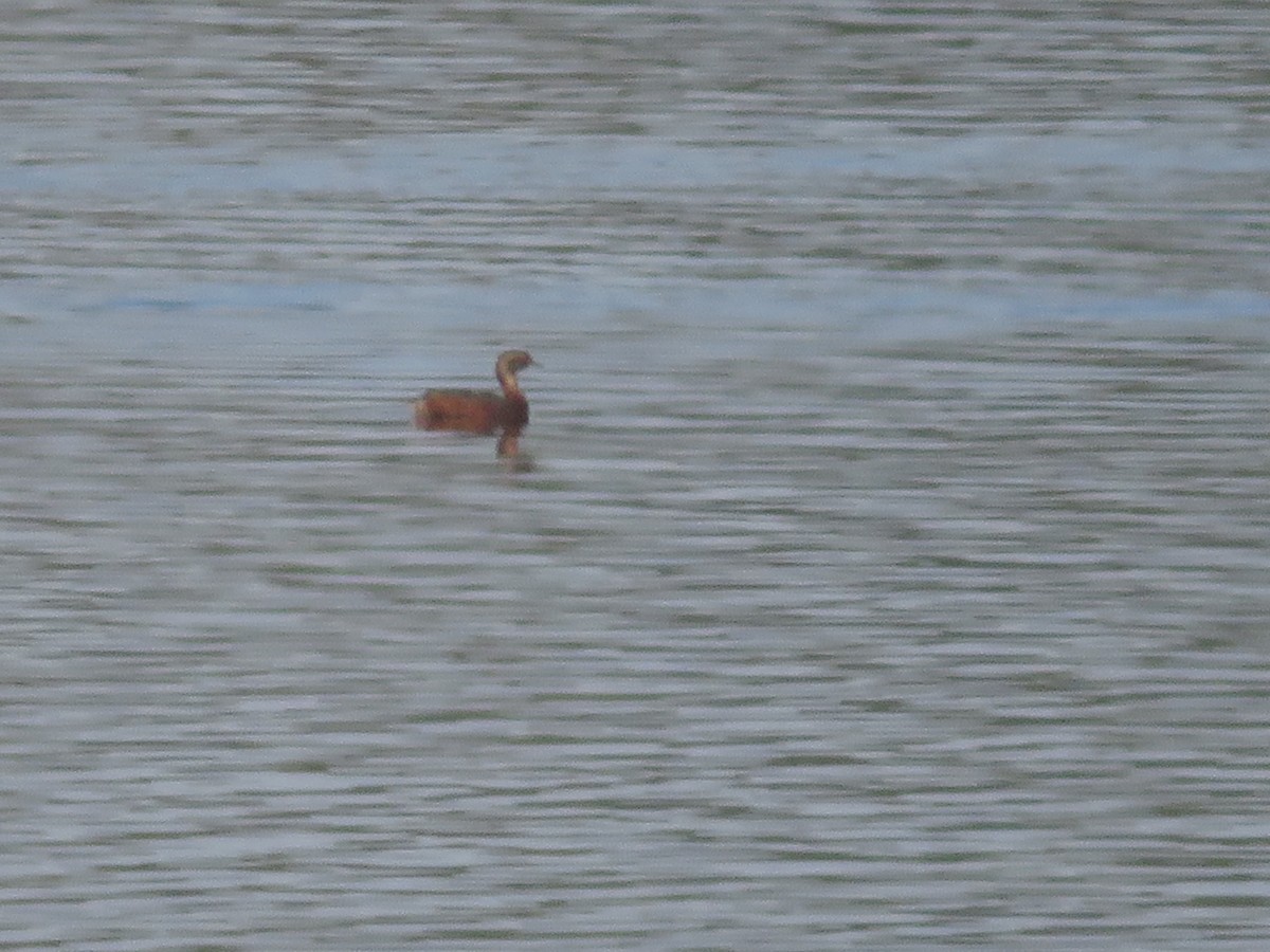 Horned Grebe - Mark Gerber