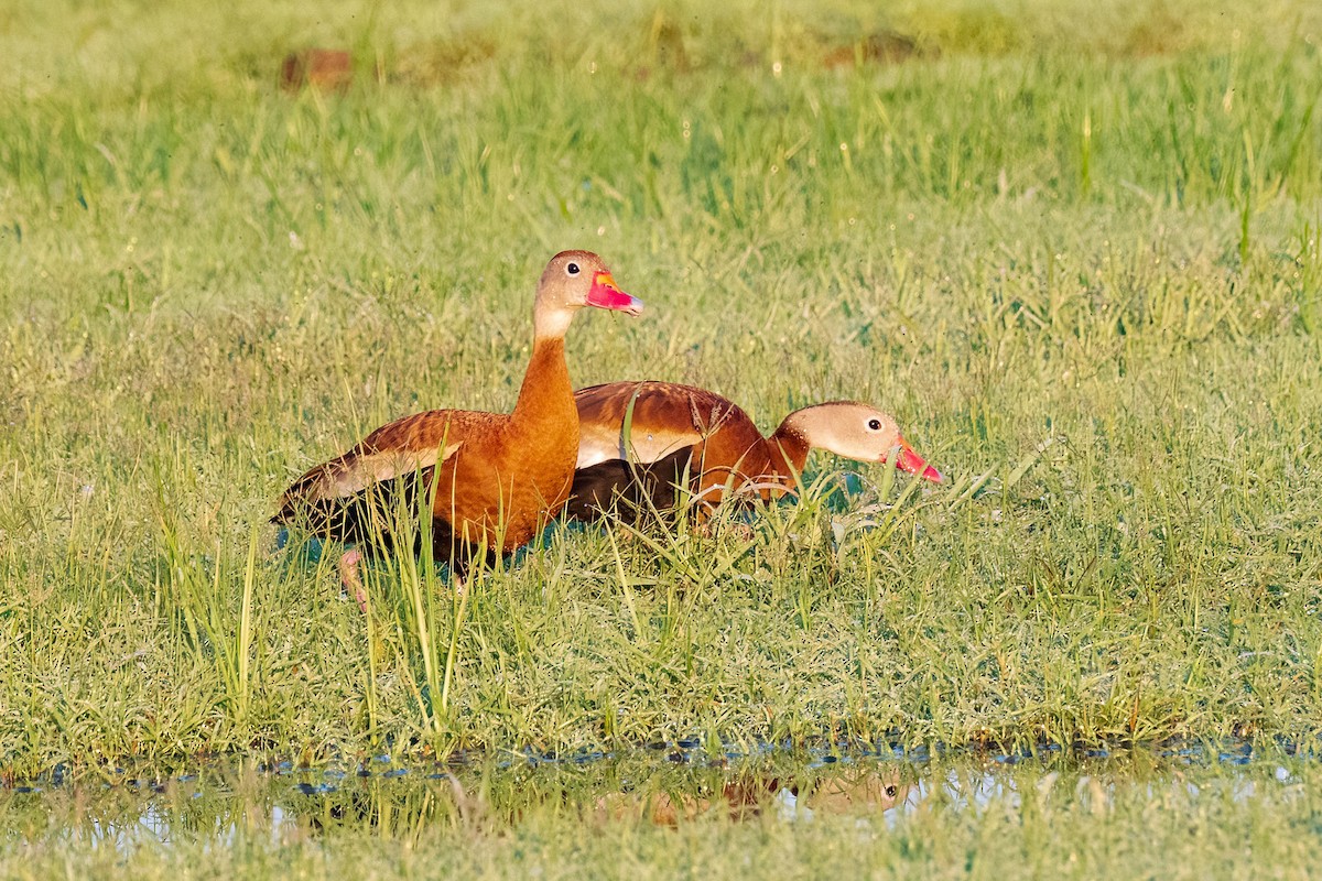 Black-bellied Whistling-Duck - ML596761801