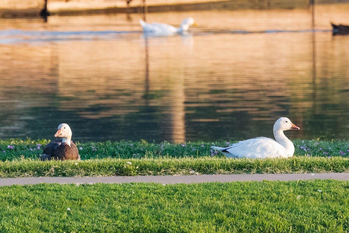 Snow Goose - ML596761901