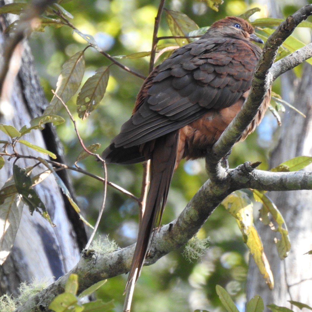Brown Cuckoo-Dove - ML596762461