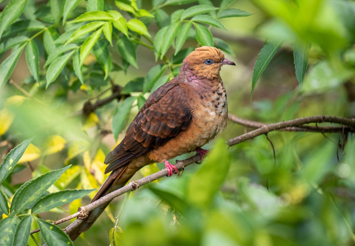 Little Cuckoo-Dove - ML596762481