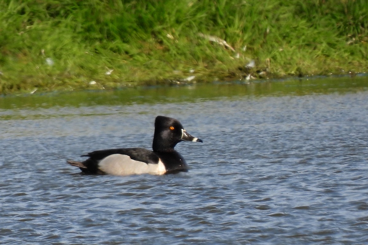 環頸潛鴨 - ML596762661