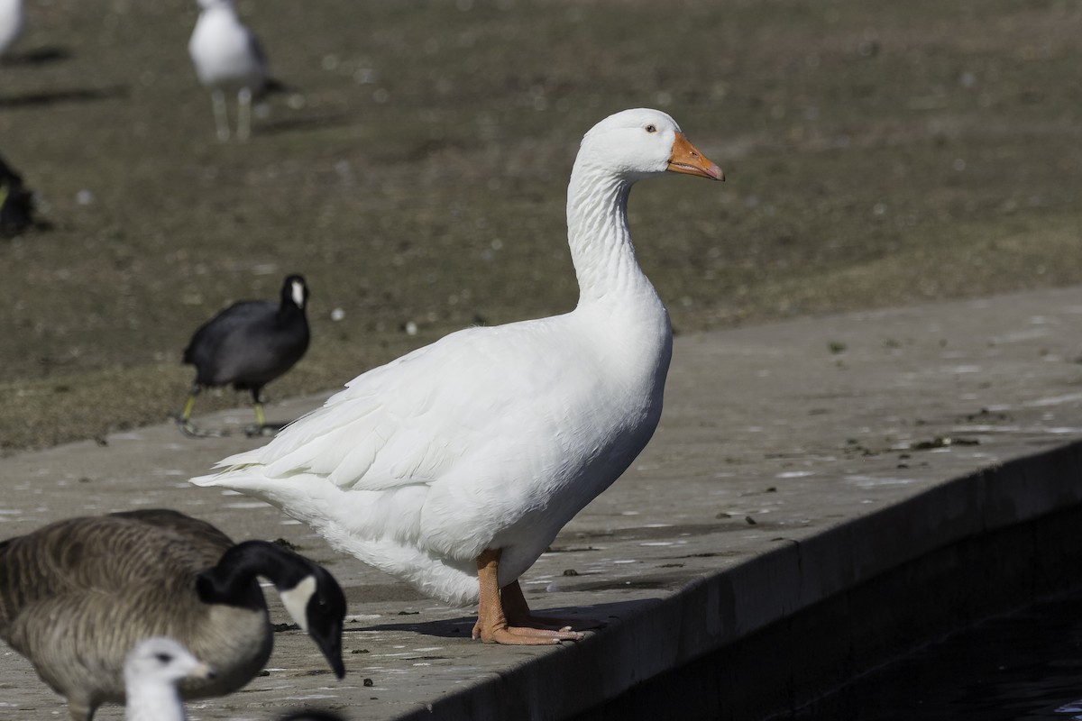 Graylag Goose (Domestic type) - ML596764281