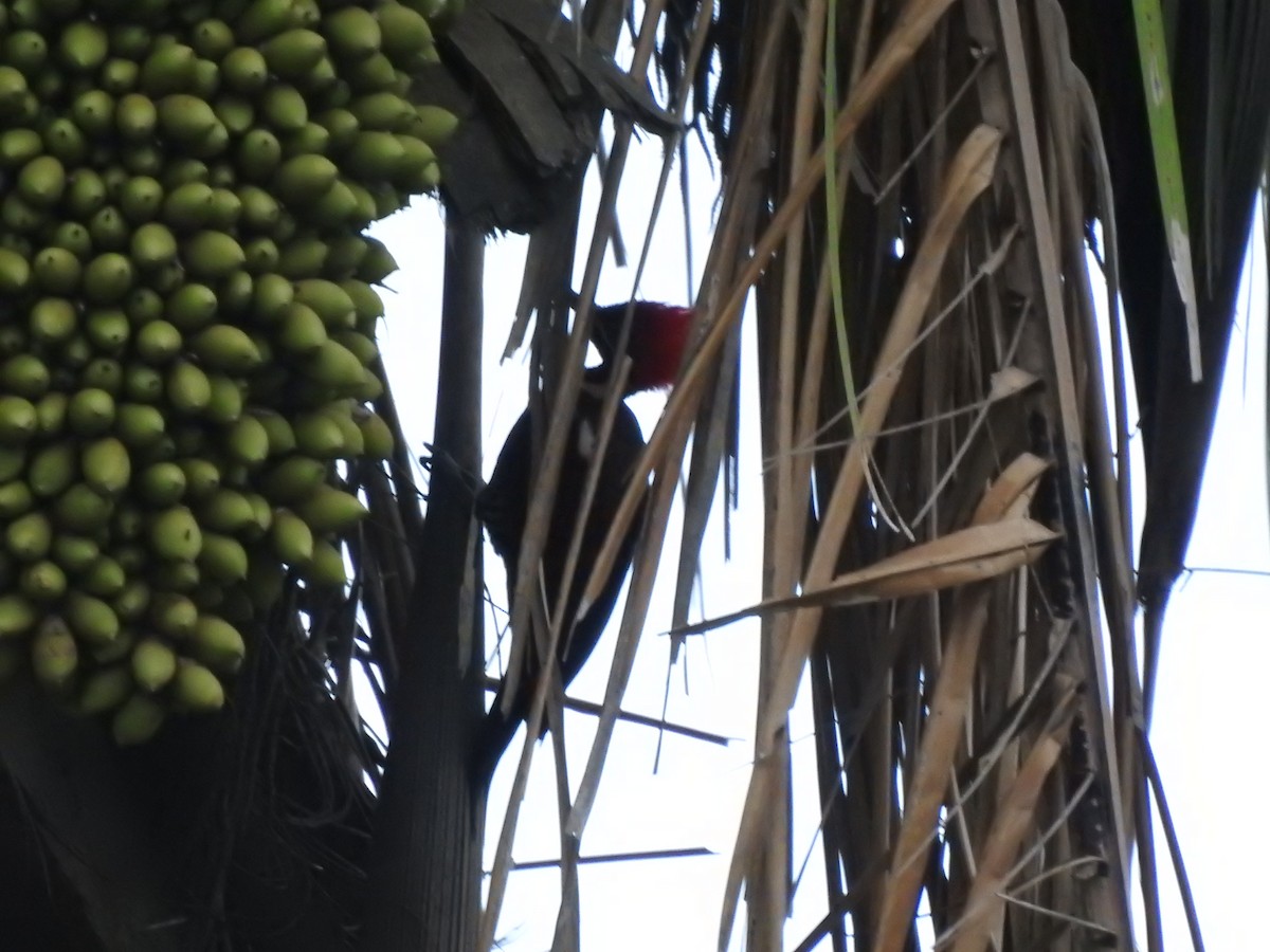 Lineated Woodpecker - Liliana Marcela Ospina Sánchez https://raicesprofundas.co/