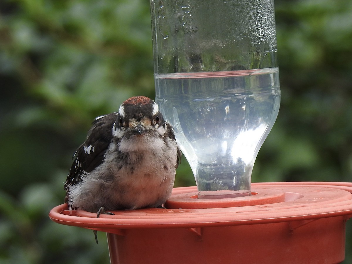 Downy Woodpecker - ML596765101