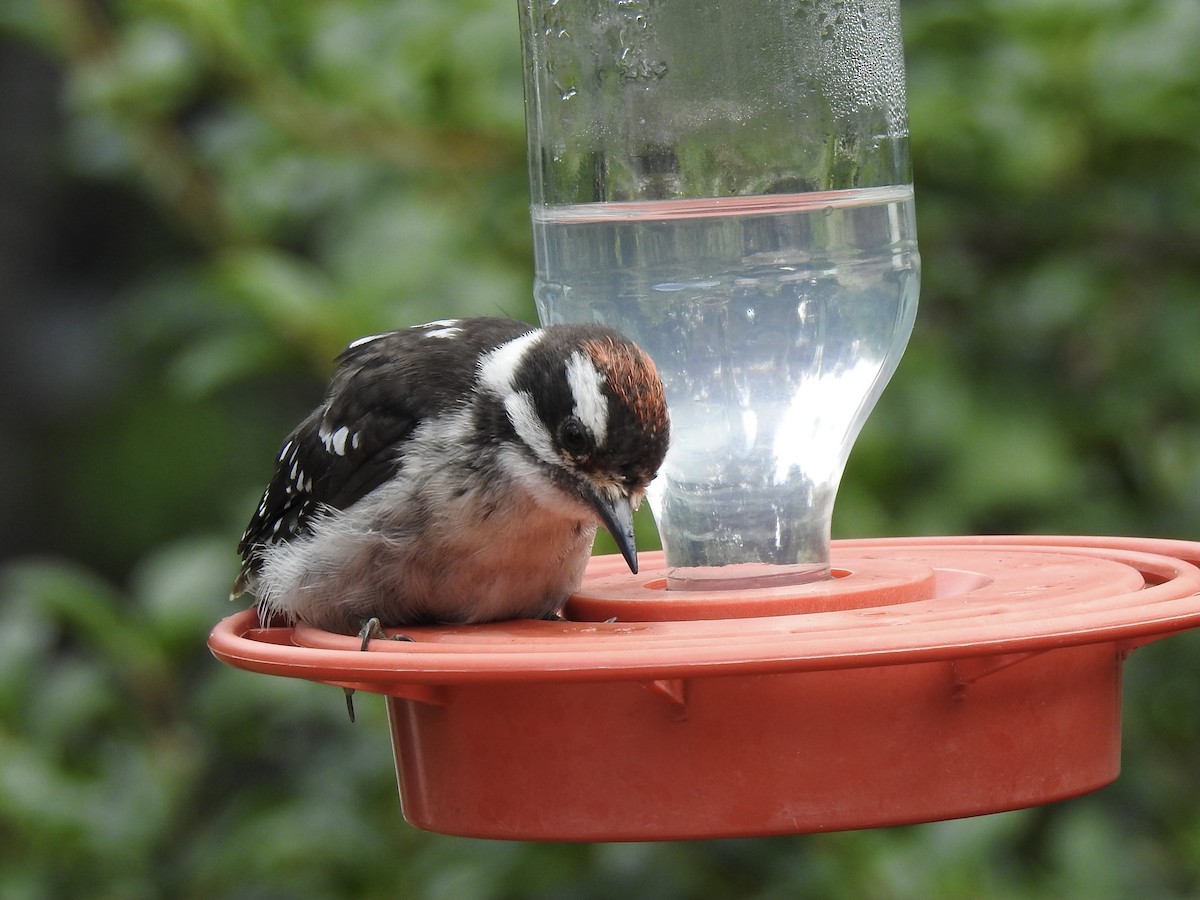 Downy Woodpecker - ML596765121