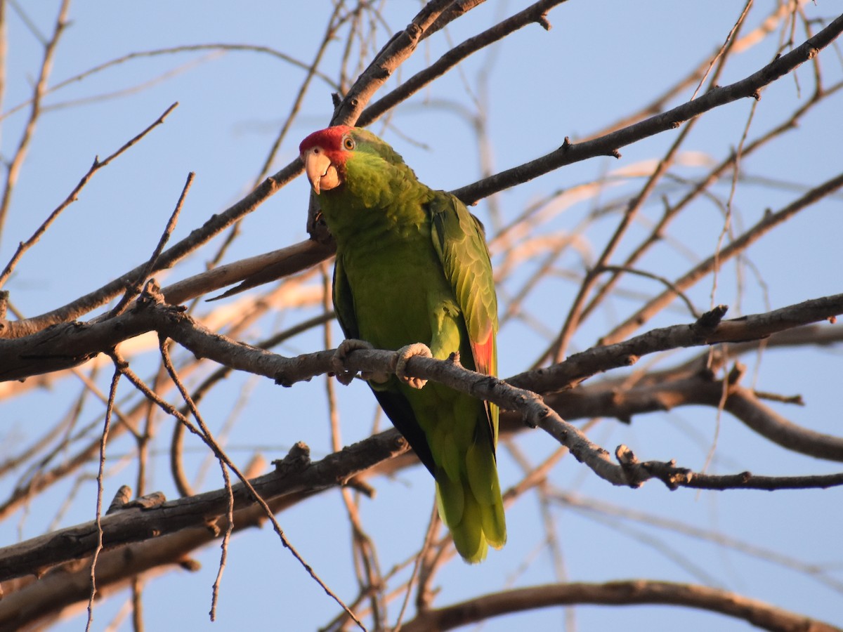 Red-crowned Parrot - ML596766611
