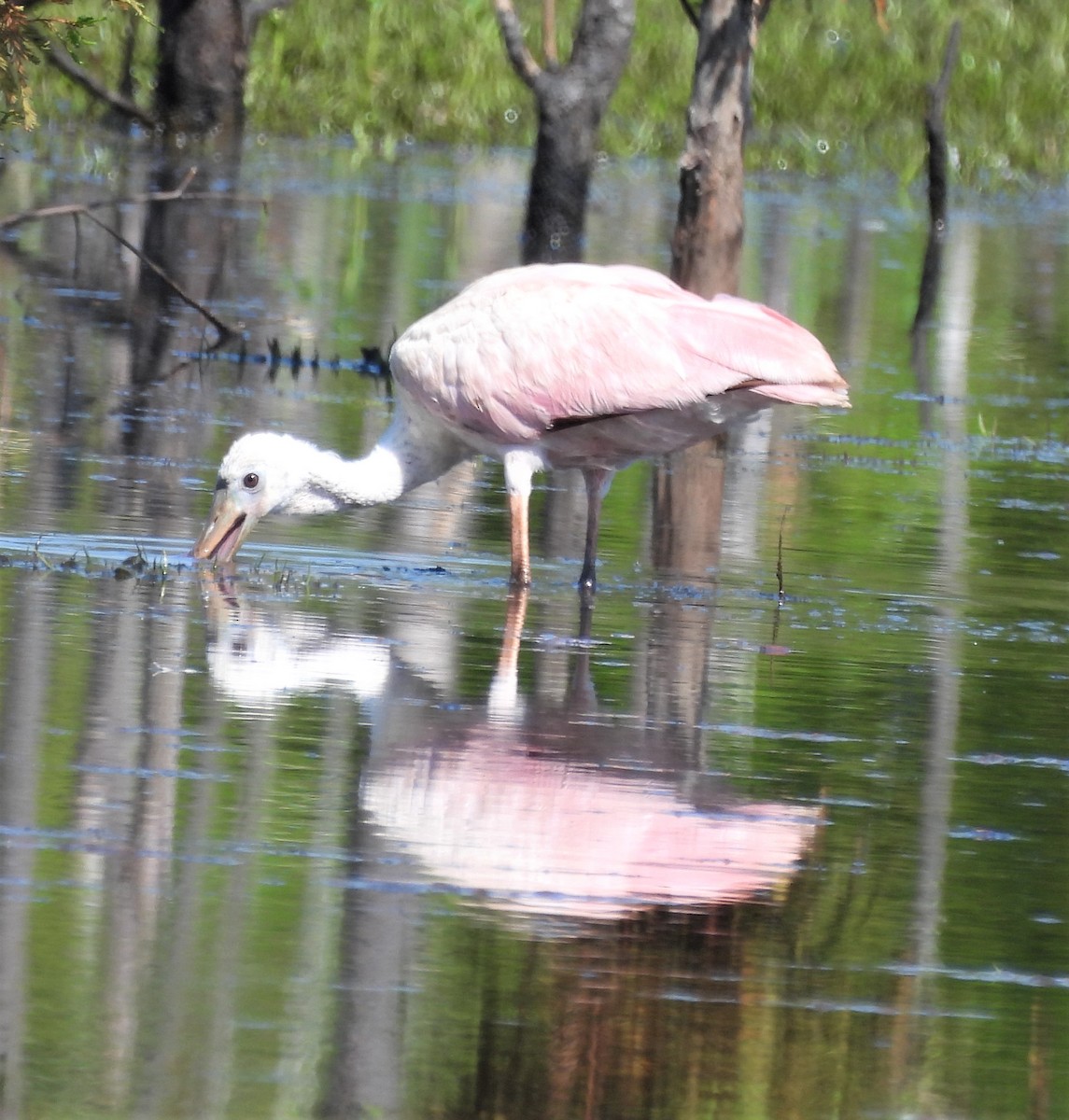 Roseate Spoonbill - ML596766931