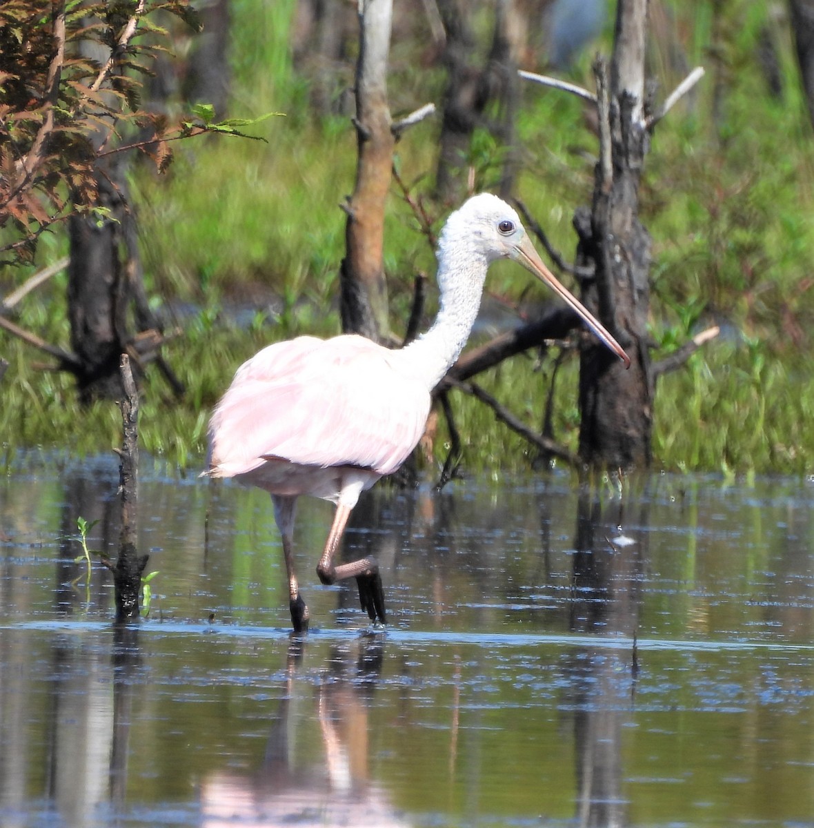 Roseate Spoonbill - ML596767001