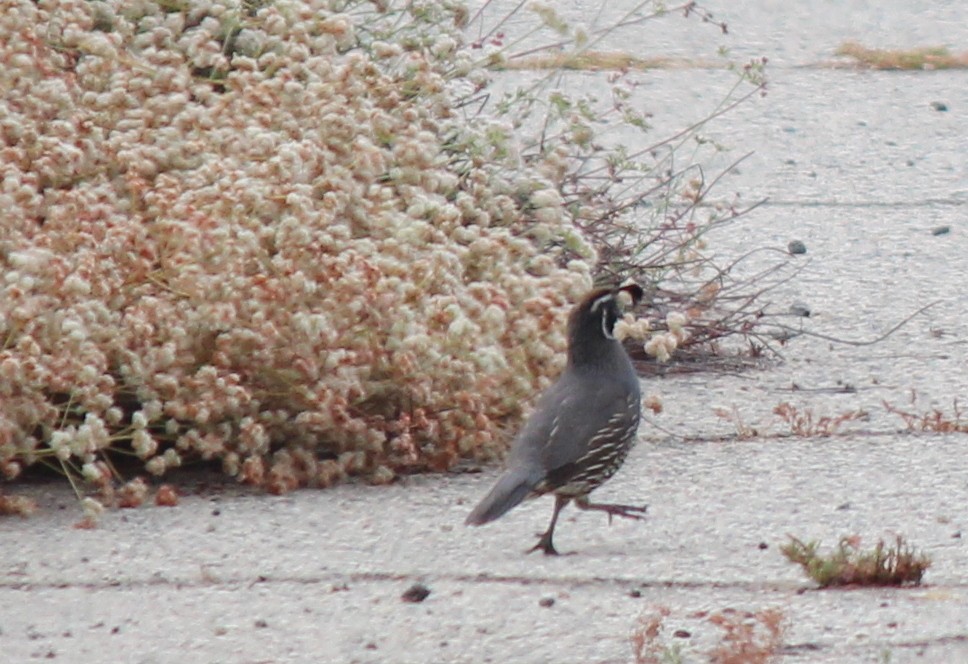 California Quail - ML596767491