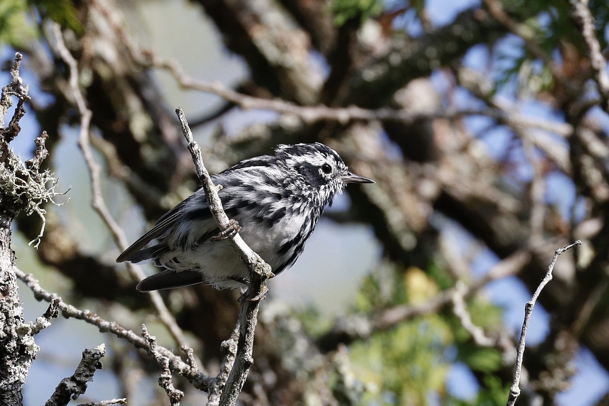 Black-and-white Warbler - Robert Lawshe