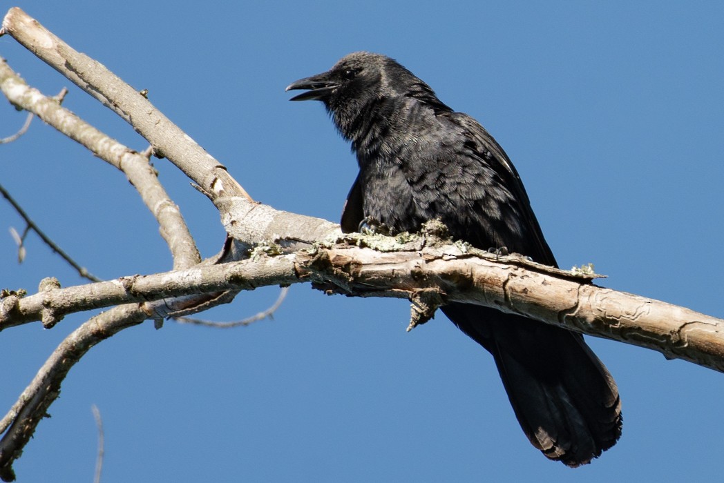 Fish Crow - ML596768421