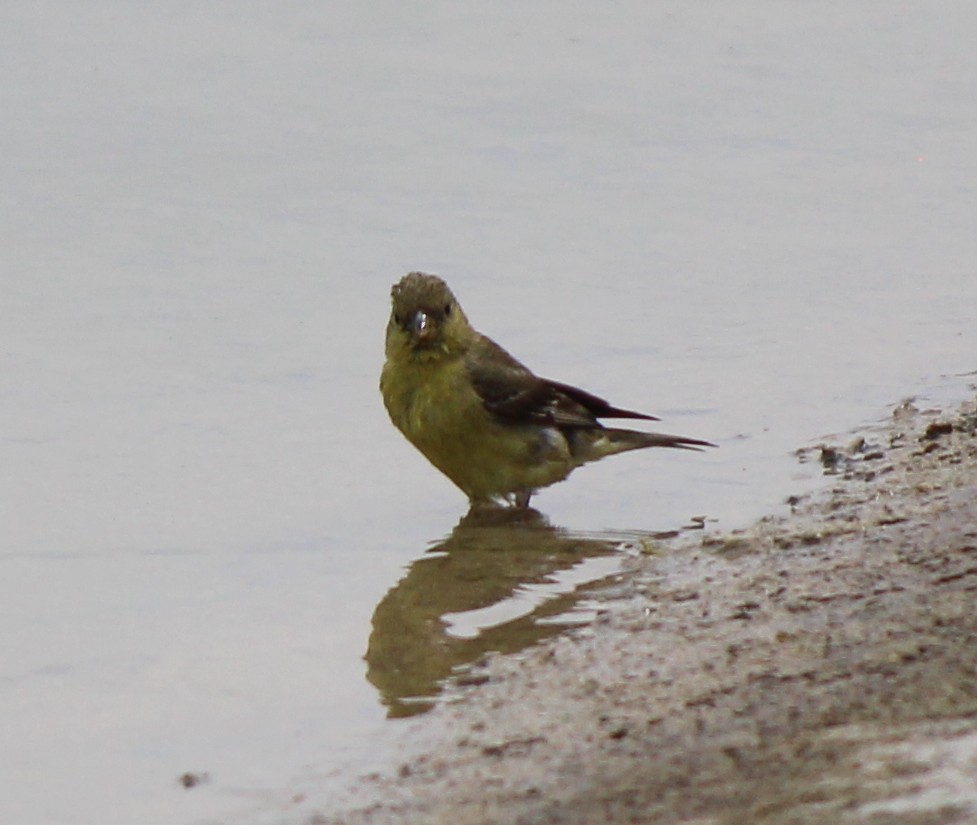 Lesser Goldfinch - ML596769371