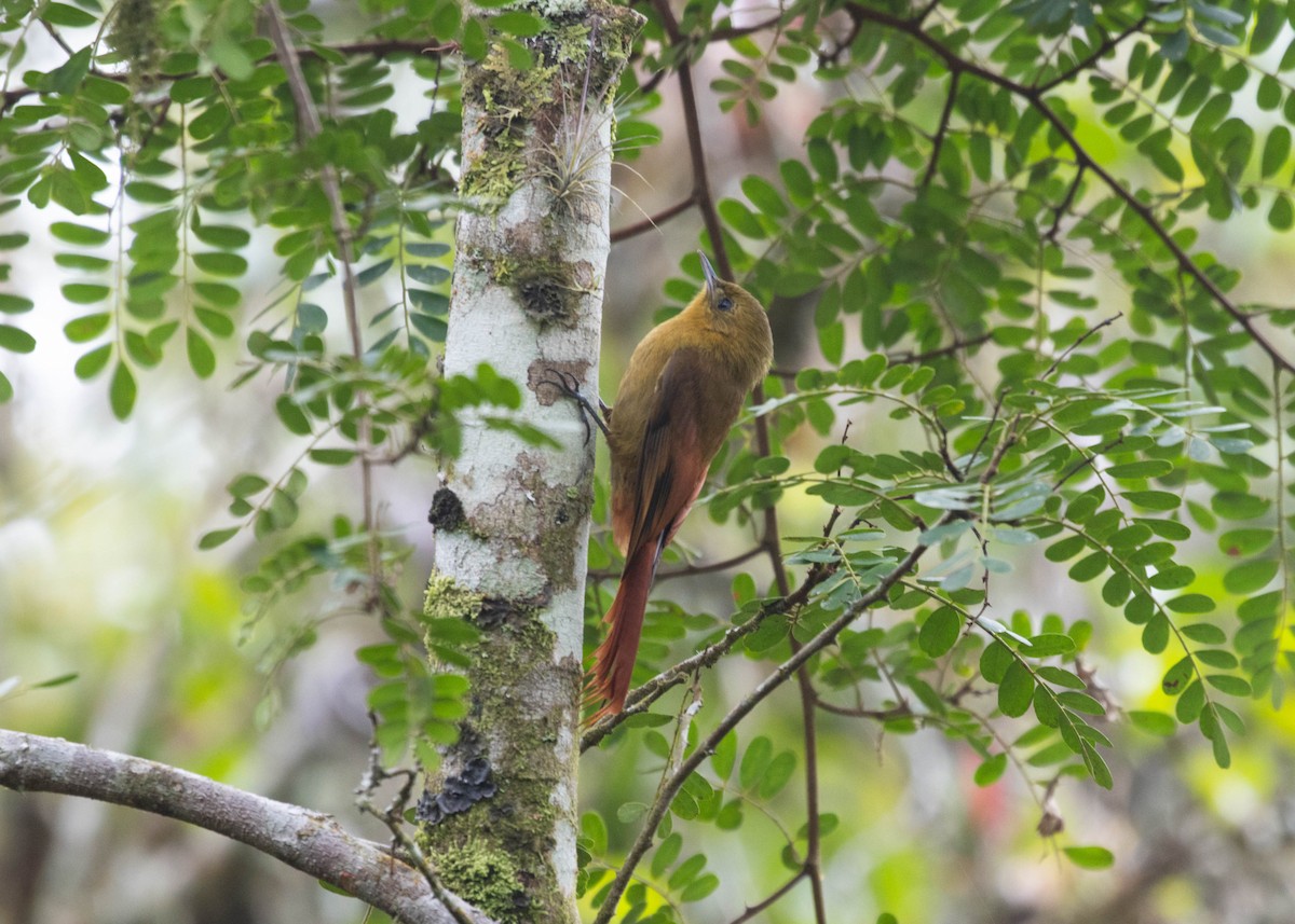 Поползневый древолаз (sylviellus/olivaceus) - ML596771051