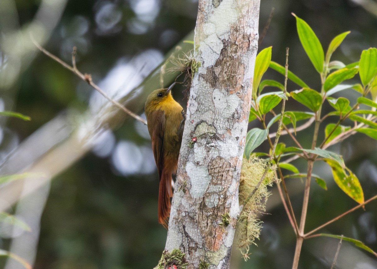 Дереволаз оливковий (підвид sylviellus/olivaceus) - ML596771061