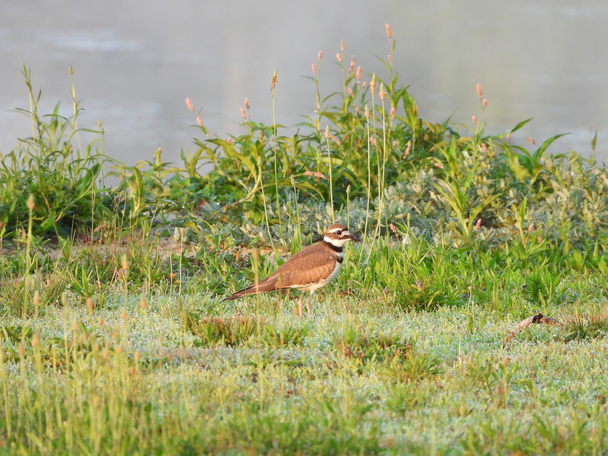 Killdeer - ML596771091