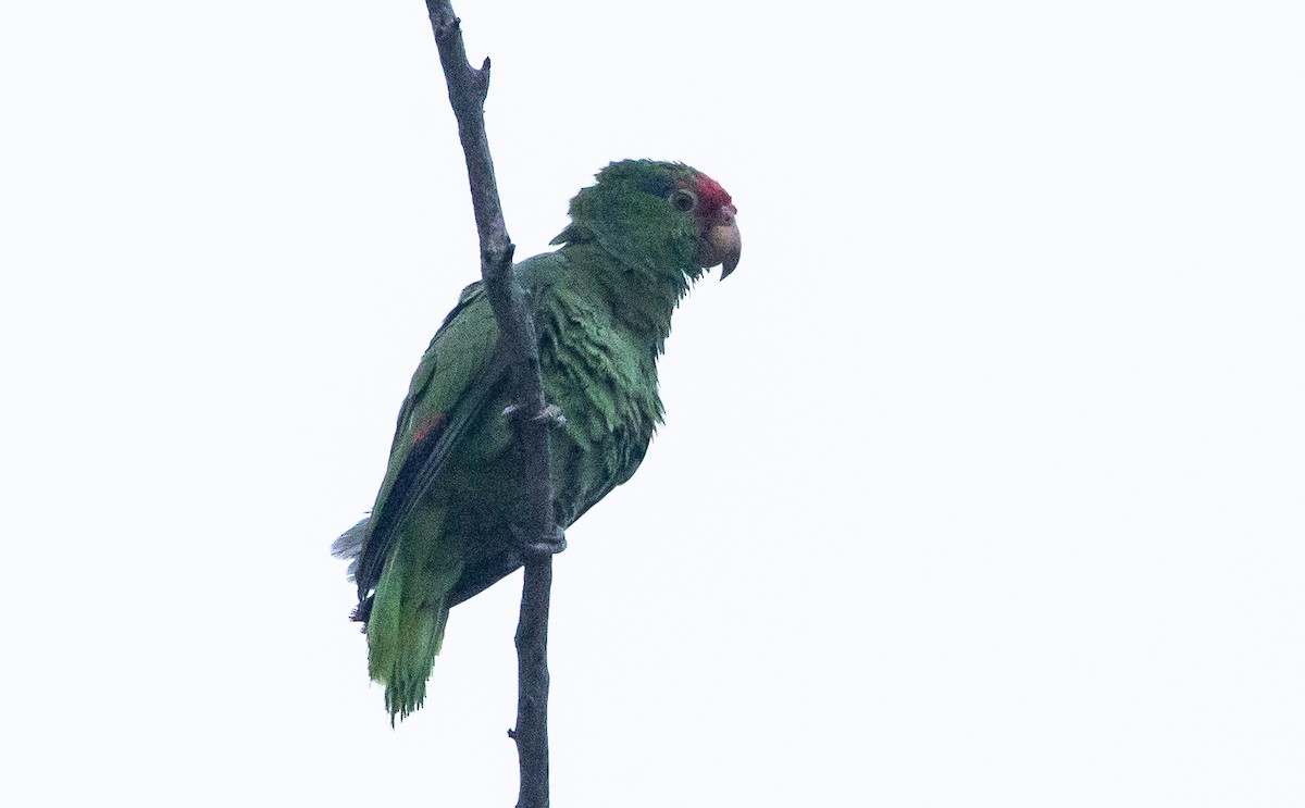 Red-crowned Parrot - ML596771951