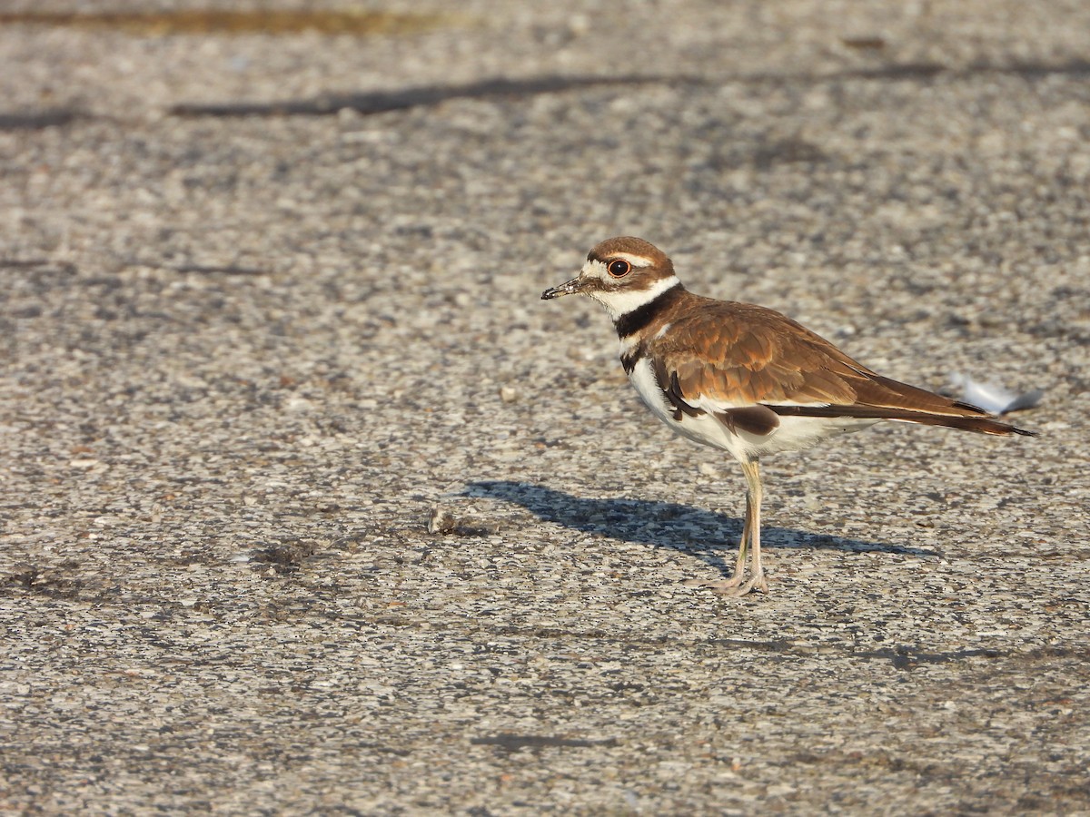 Killdeer - Amanda & Matt Sloan