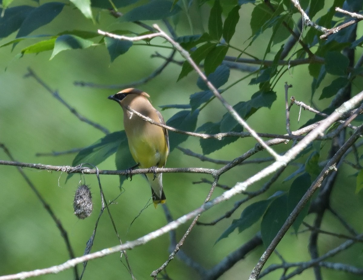 Cedar Waxwing - ML596772261