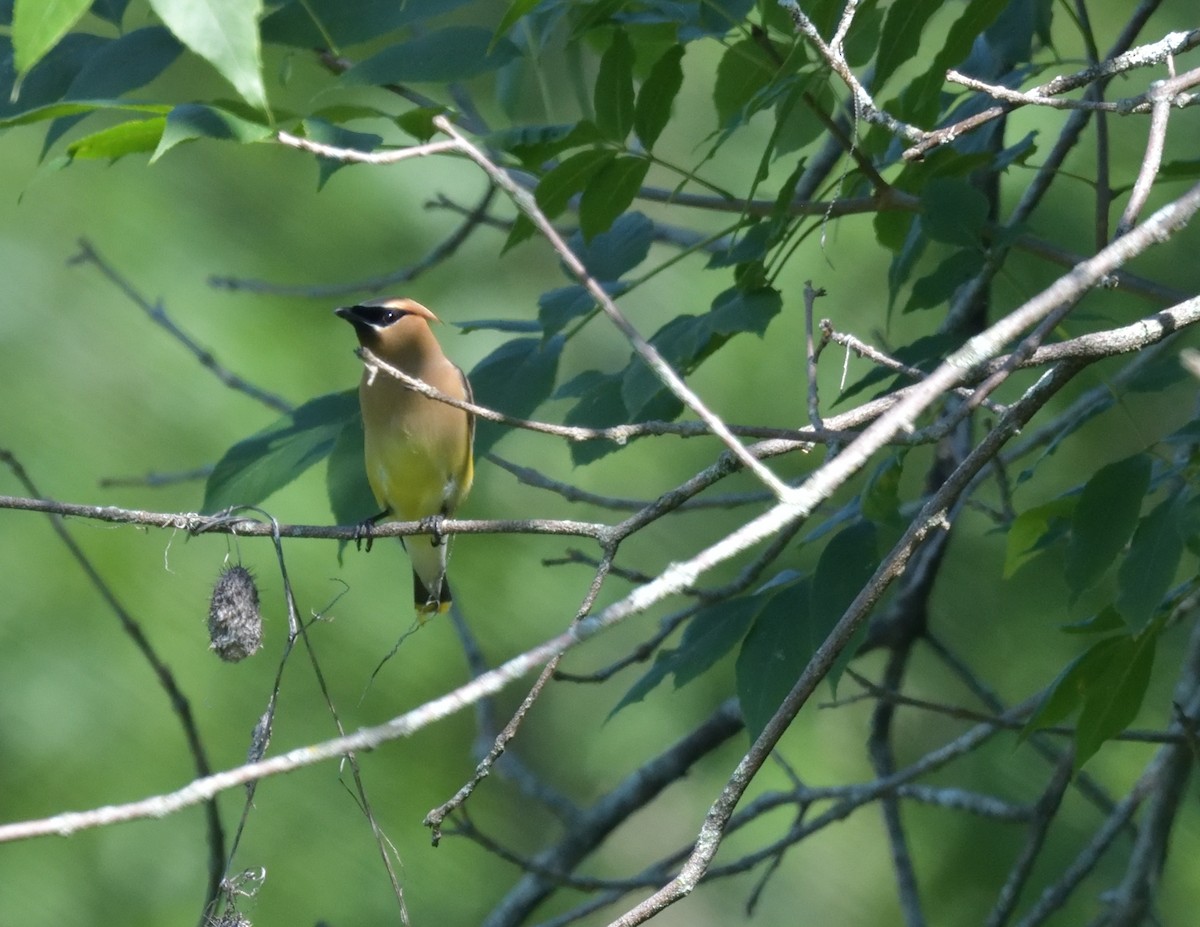 Cedar Waxwing - ML596772271