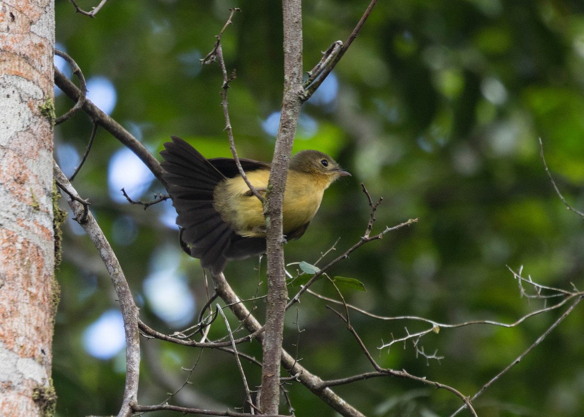 Black-tailed Flycatcher (Buff-rumped) - ML596772551