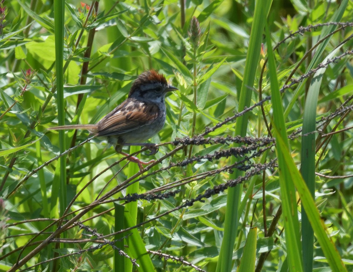 Swamp Sparrow - ML596772571