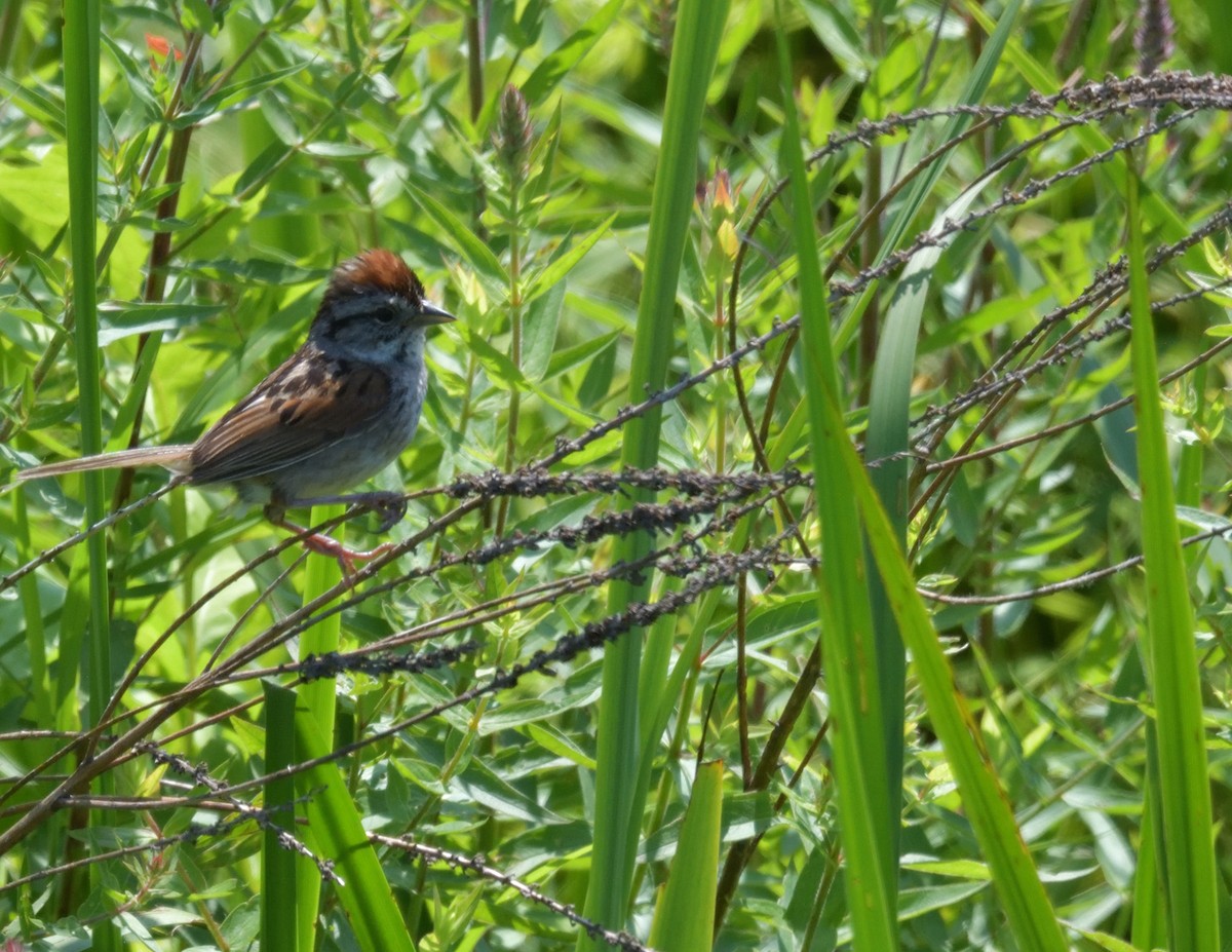 Swamp Sparrow - ML596772581