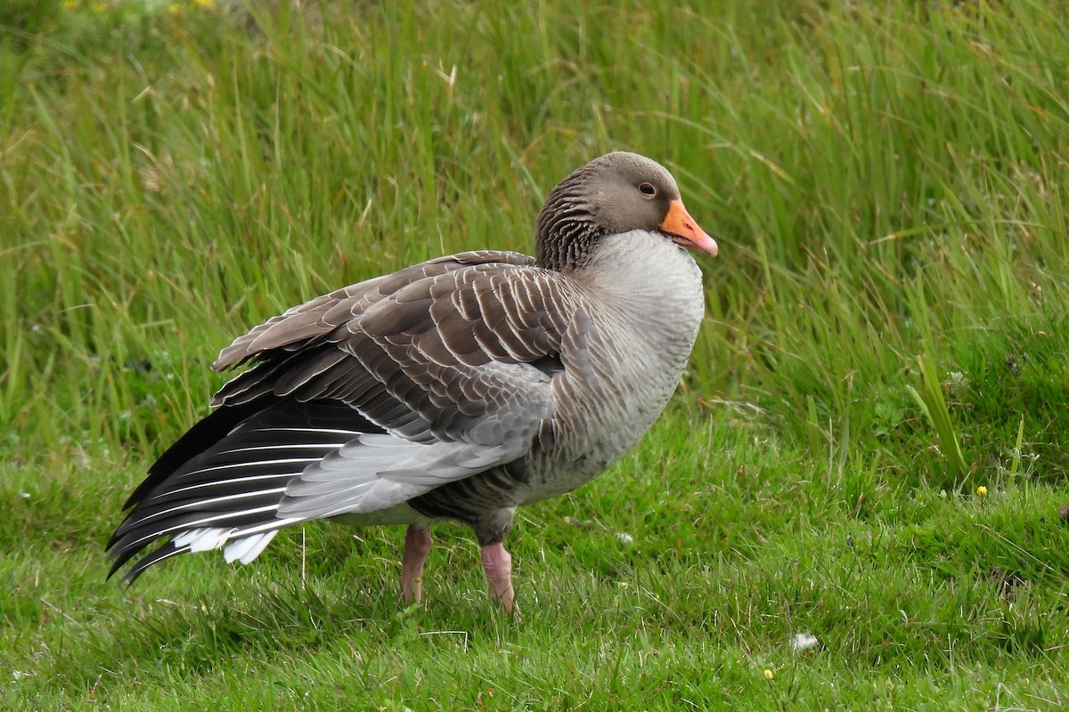 Graylag Goose - ML596773461