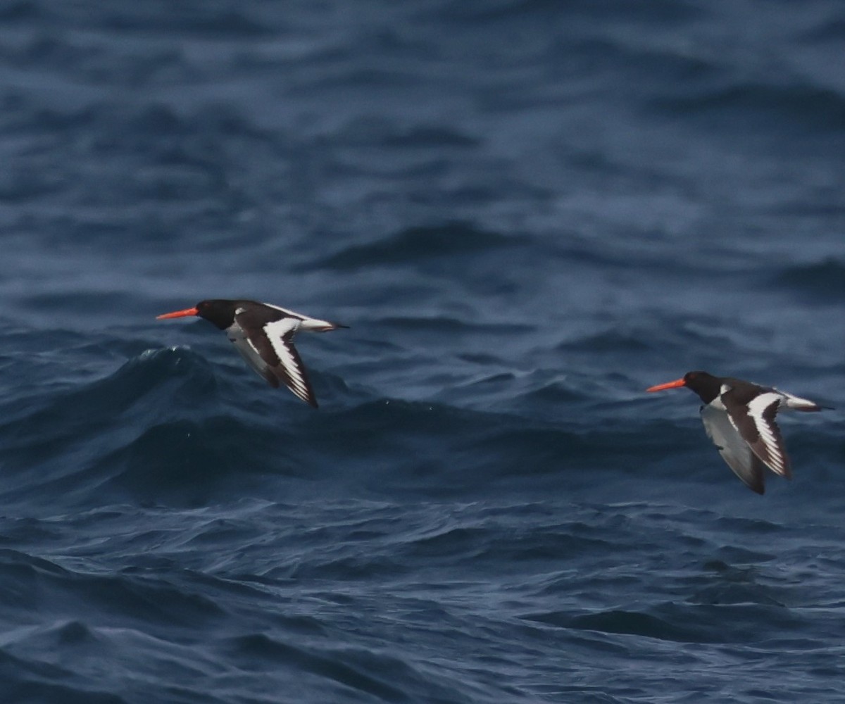 Eurasian Oystercatcher - Faustino Chamizo Ragel