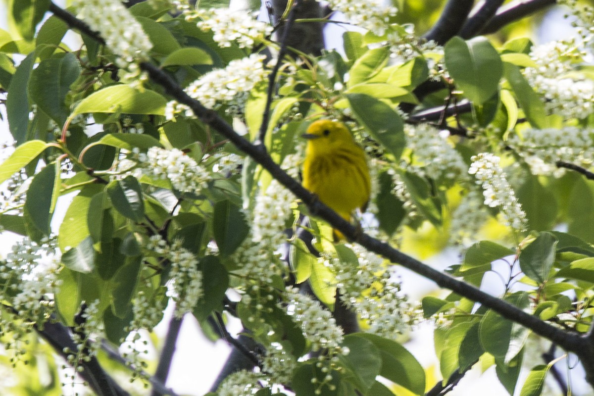 Yellow Warbler - ML59677431