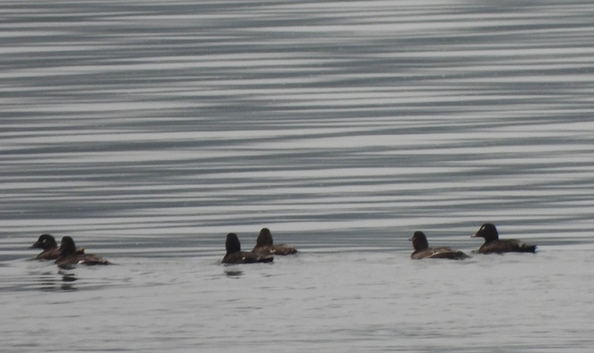 White-winged Scoter - ML596774381