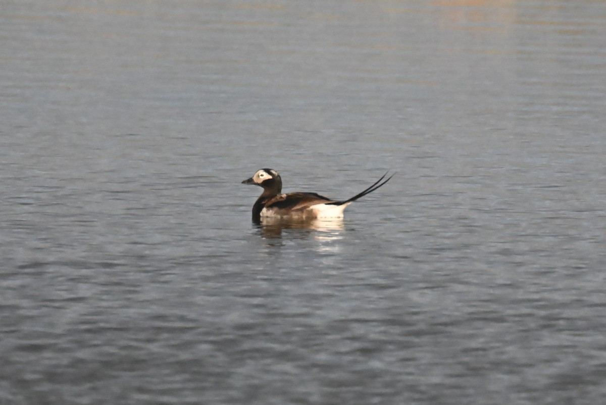 Long-tailed Duck - ML596774401