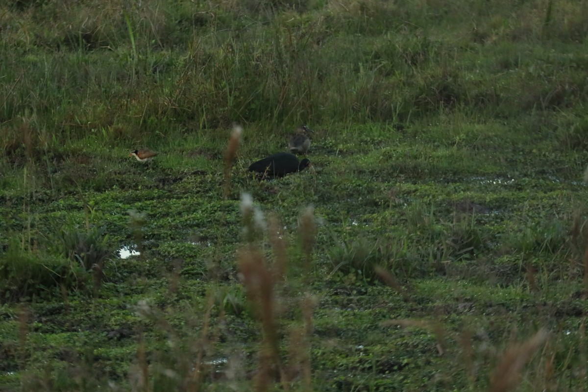 Common Gallinule - ML596774991