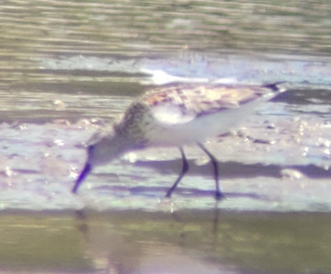 Western Sandpiper - ML596775261