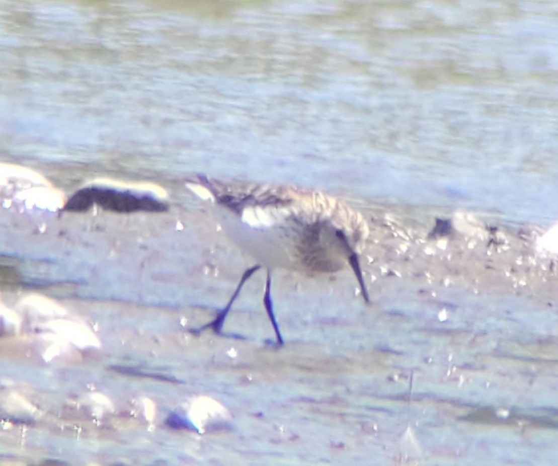 Western Sandpiper - ML596775271