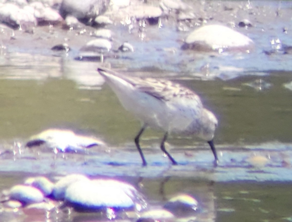 Western Sandpiper - ML596775281