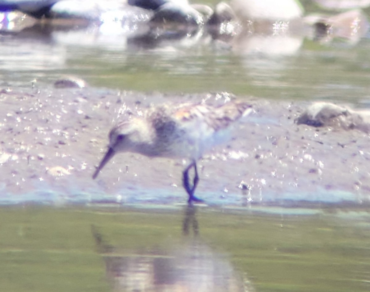 Western Sandpiper - ML596775291