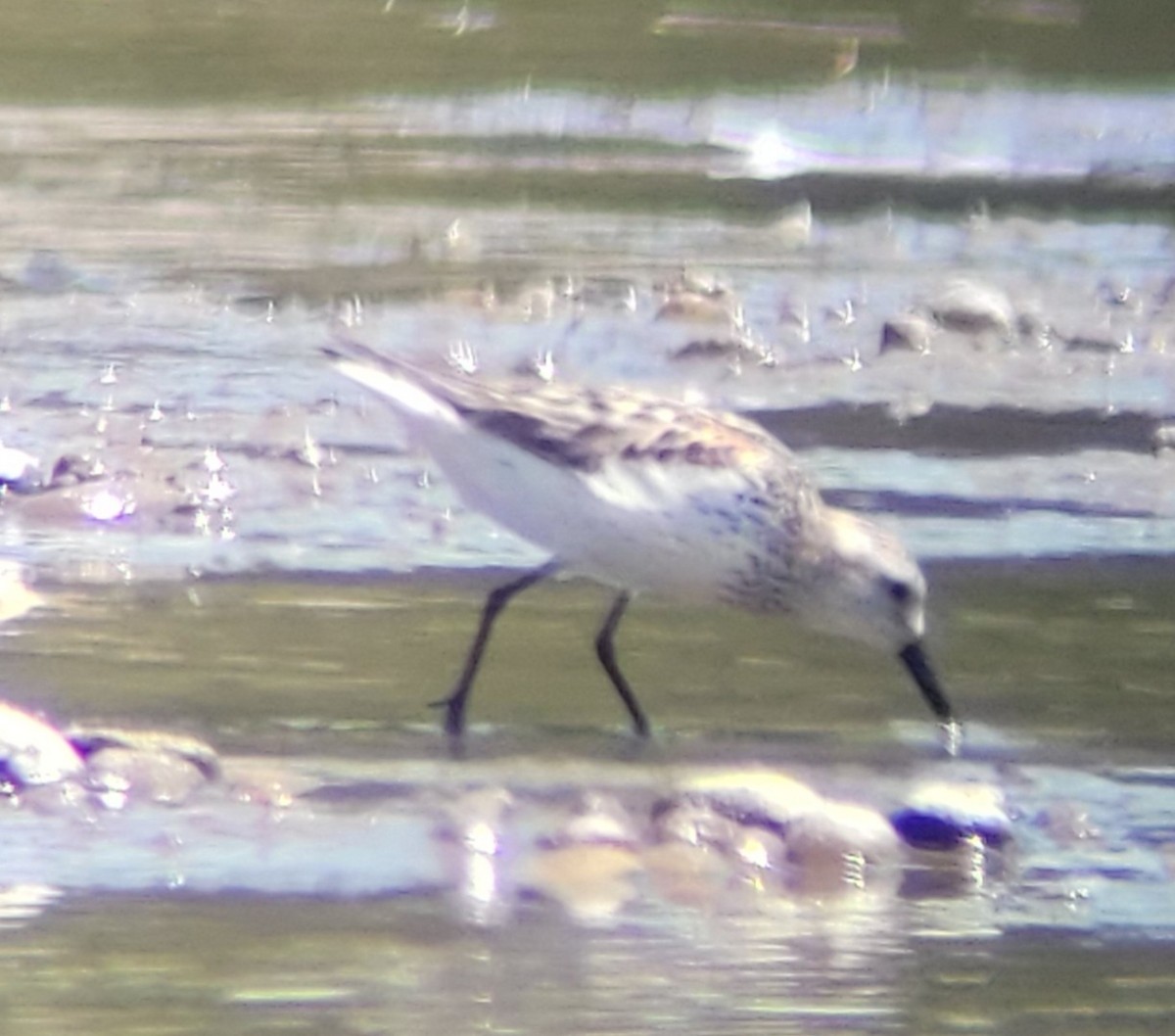 Western Sandpiper - ML596775301