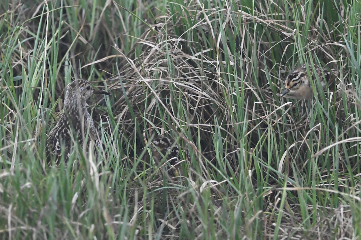 Graubrust-Strandläufer - ML596775801