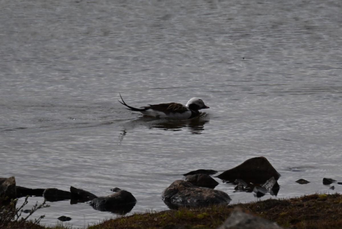 Long-tailed Duck - ML596775941