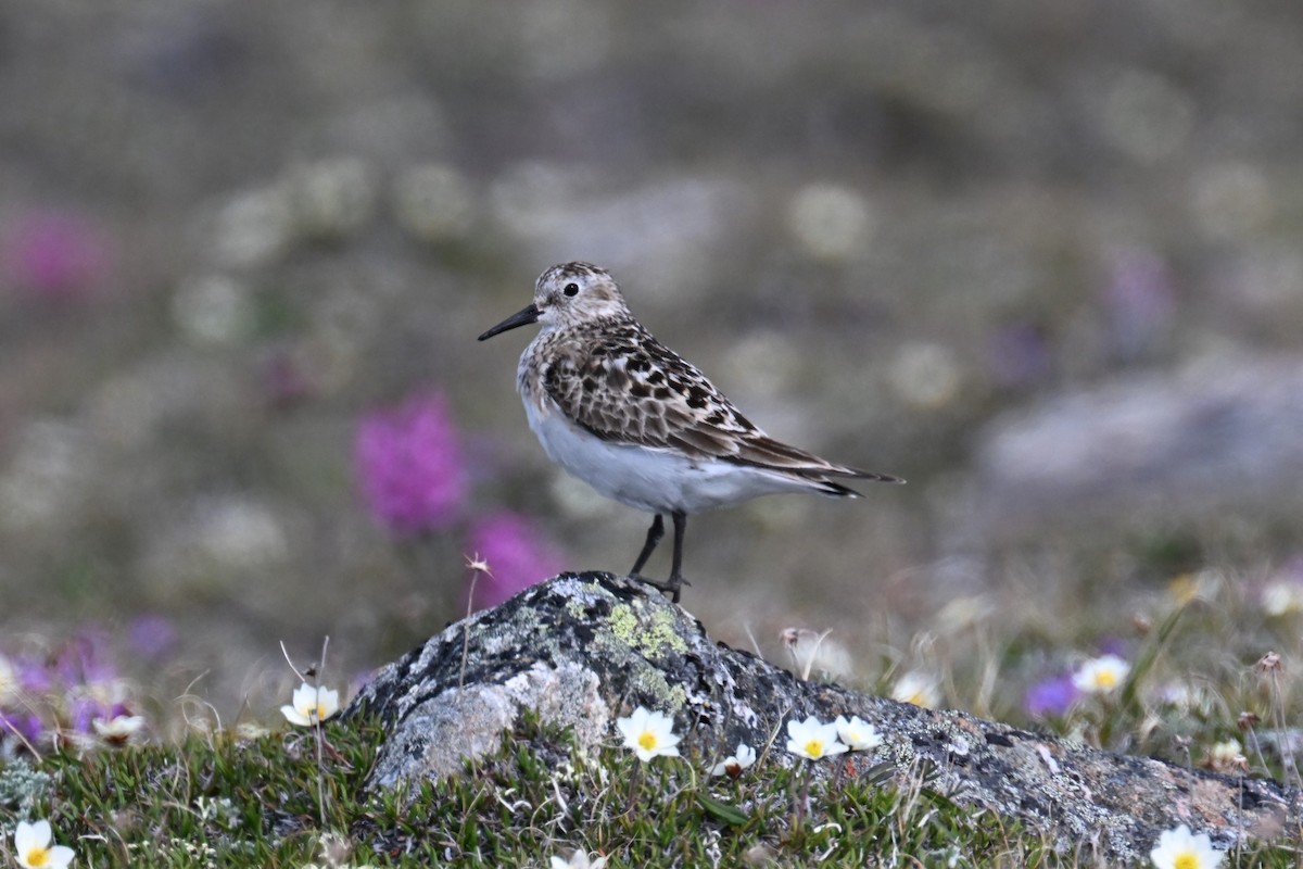 Baird's Sandpiper - Ann Kohlhaas